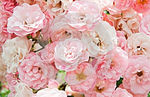 Pink flowers of roses photo