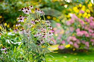 Pink flowers of rudbeckia, commonly known as coneflowers or black eyed susans, in a sunny autumn garden. Rudbeckia fulgida or