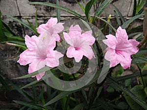 Pink flowers of Ruellia tuberrosa linn, Mexican petunia