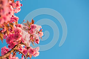 Pink flowers of sakura cherry tree spring blossom on twig over blue sky background