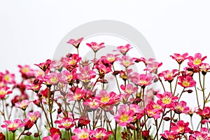 Pink flowers Saxifrage