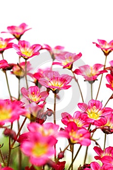 Pink flowers Saxifrage