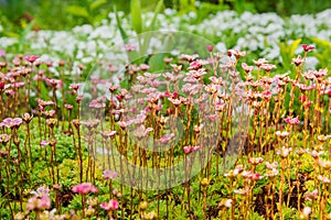 Pink flowers saxifrage on the background of a green flower bed in the garden