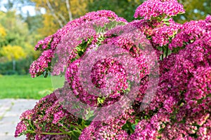 Pink flowers of Sedum Spectabile