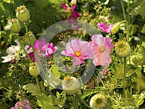 Pink flowers and seed capsules