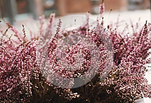 Pink flowers, selective soft focus, shallow depth of field, vintage tone