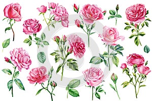 Pink flowers, set rose, beautiful flower on an isolated white background, watercolor illustration, botanical painting