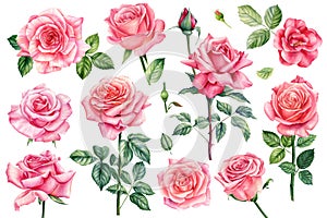 Pink flowers set. Roses, buds and leaves on white background, watercolor illustration, floral clipart Botanical painting