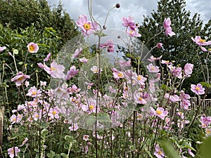 Pink flowers on, Shay Lane, Crofton, Wakefield, UK