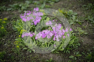 Pink flowers of siebold primrose.