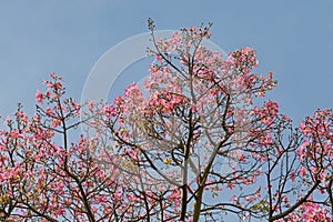 Pink flowers from Silk Floss tree against blue sky during Autumn