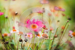Pink flowers and macro vegetation in the forest photo