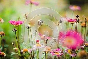 Pink flowers and macro vegetation in the forest photo