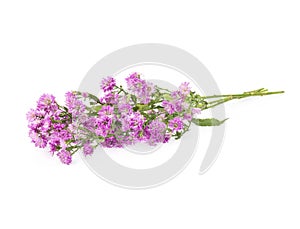 Pink flowers, small flowers on white background