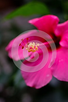 pink flowers soaked in rainwater