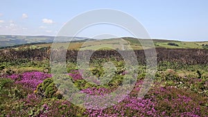 Pink flowers Somerset countryside scene near Minehead Somerset England UK