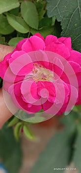 Pink flowers are southing