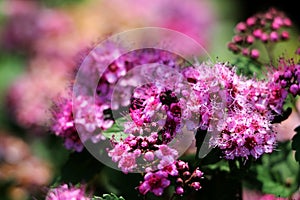 Pink flowers of Spiraea Japonica