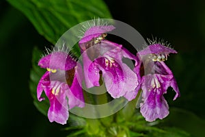 Pink flowers of spotted dead-nettle Lamium maculatum. Lamium maculatum flowers close up shot local focus