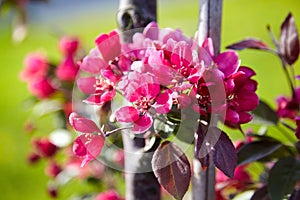 Pink flowers  spring blossom of fruit garden