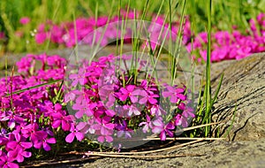 Pink flowers - Spring in the botanical garden