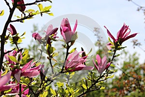 Pink flowers.