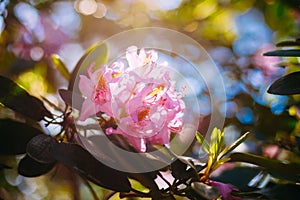 Pink Flowers In Spring Garden Tree