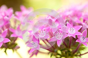 Pink flowers - Star Cluster