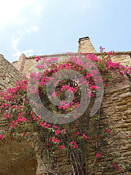 Pink flowers on stone house