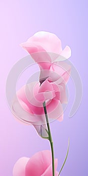 Minimalist Mobile Wallpaper: Elegant Sweet Pea On Blurred Background photo