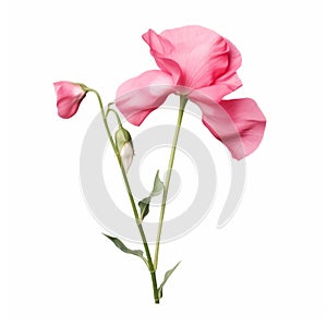Graceful Pink Flower Illustration With Hyperrealistic Style photo