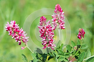 pink flowers of Sulla with which an excellent honey is produced in Sicily, Italy photo