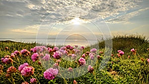 Pink flowers and sunset on the cliff walk in Ballybunion county Kerry Ireland on the wild Atlantic Way