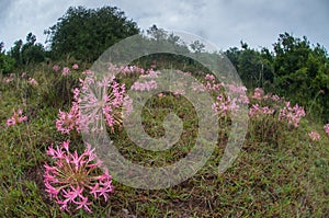 Pink flowers with surrounding grass