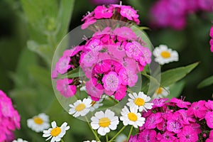 Pink flowers of sweet William Dianthus barbatus plant close-up in garden