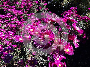 Pink flowers of Symphyotrichum novae-angliae.