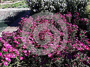 Pink flowers of Symphyotrichum novae-angliae.