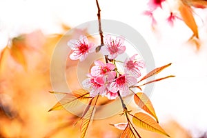 Pink flowers in thailand, Prunus cerasoides, Rosaceae, Prunus, photo