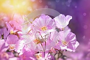 Pink flowers in tmeadow, beautiful purple flowers flowering in meadow