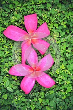 Pink Flowers together