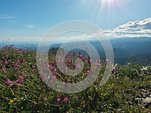 Pink flowers in top of the mountain