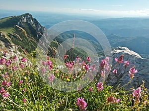 Pink flowers in top of the mountain