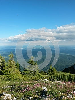 Pink flowers in top of the mountain