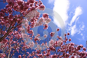 Pink flowers with blue sky and white clouds photo