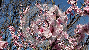 Pink flowers on the tree. Beautiful wild flowering in the spring garden. Cherry or plum branches with buds, opened petals, stamens