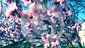 Pink flowers on the tree. Beautiful wild flowering in the spring garden. Cherry or plum branches with buds, opened petals, stamens