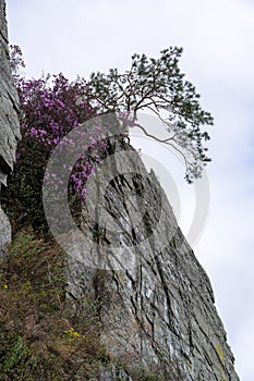 Pink flowers and a tree on the edge of the cliff against the sky