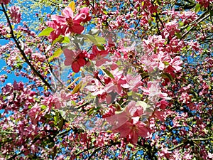 Pink flowers on the tree at spring
