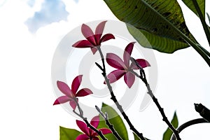 Pink flowers on tree with sunny sky background