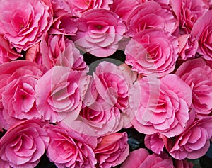 Pink flowers of tuberous begonias